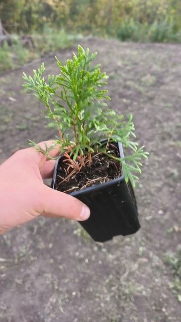 Как заработать на хвойных 🌲#хвойные #заработок #туи #доращивание #какзаработатьвдеревне #заработокн смотреть онлайн