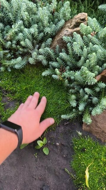 Мшанка или ирландский мох разросся за сезон 🥰 смотреть онлайн