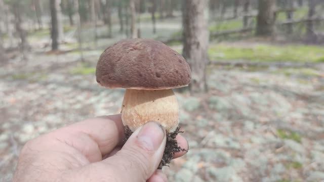 Грибы после выходных.