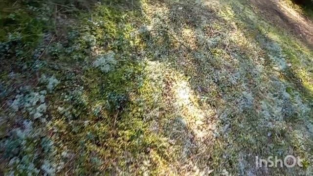 В лес за грибами. смотреть онлайн