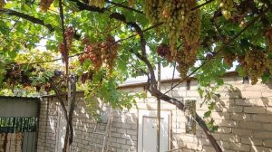 И снова Маникюр Фингер (Япония) 08.09.25г виноградник Король В. Н.г.Краснодар Slava.King2007@mail.ru