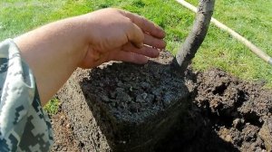 Посадка трёхлетней груши.