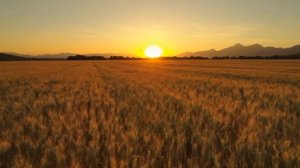 Пшеничное поле на закате 🌾