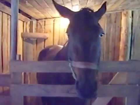 Копия видео казачество Елены Высоцкой и БКК смотреть онлайн