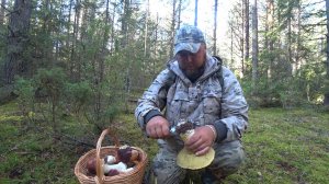 В МАЛЕНЬКОМ БОРУ, РАСТУТ КИЛОГРАММОВЫЕ БОРОВИКИ! ЗАШЕЛ В НЕХОЖЕНЫЙ БОР \ СБОР БЛАГОРОДНЫХ ГРИБОВ .