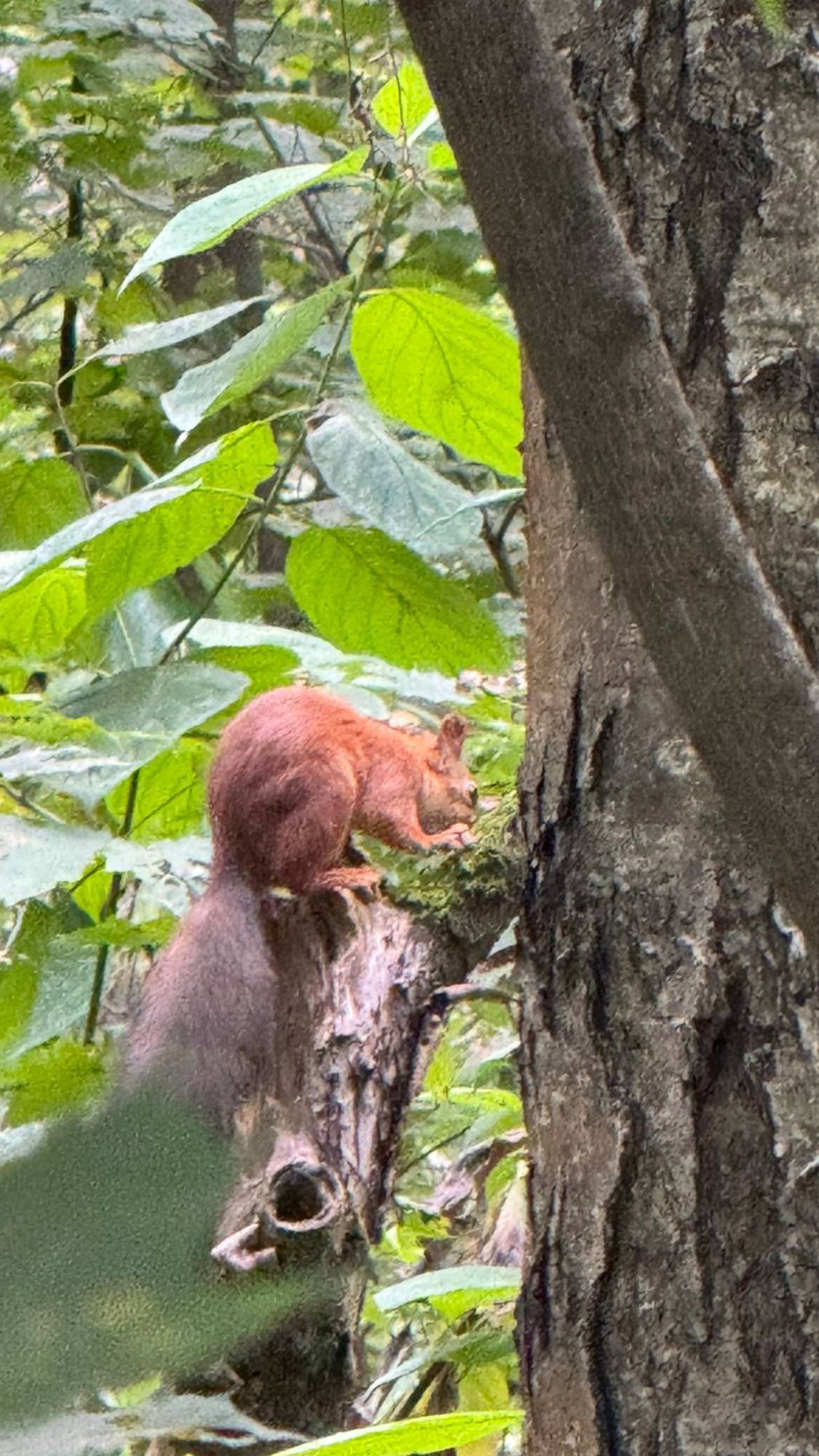 Прогулка по Лосиному Острову - Увидеть белку в лесу