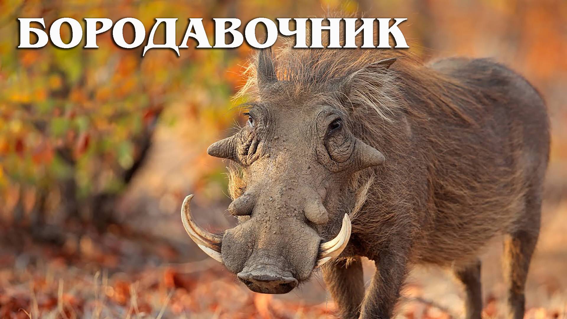 Бородавочник: Бесстрашная Африканская Свинья | Интересные факты про бородавочника смотреть онлайн