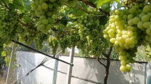 Виноград Бостон(Криуля С. И.) к-ши Арарат, Аватар, Рататуй, Весёлые пальцы  08.09.25г.