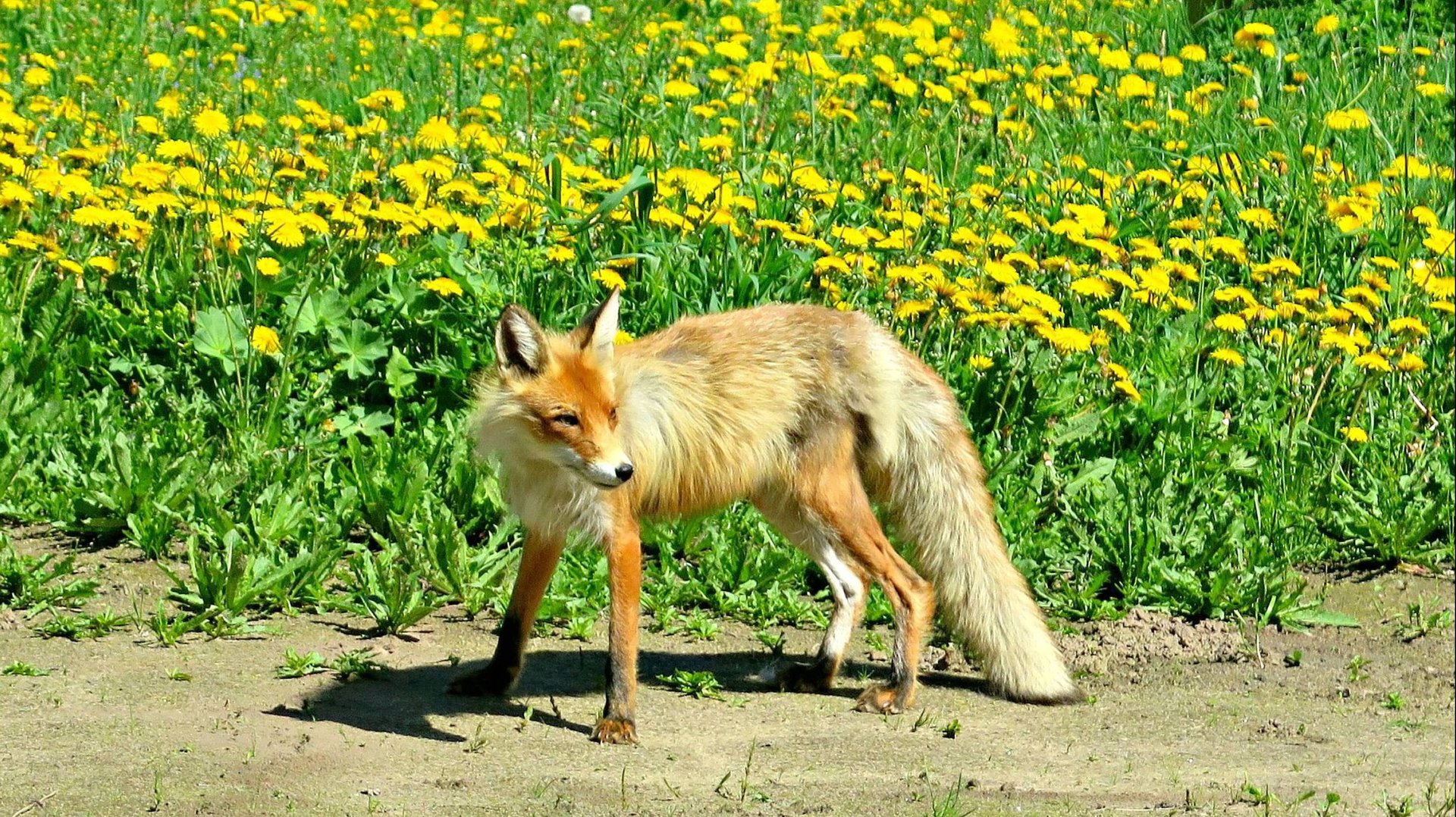 В ГОСТИ К НАМ ПРИШЛА ЛИСА... смотреть онлайн