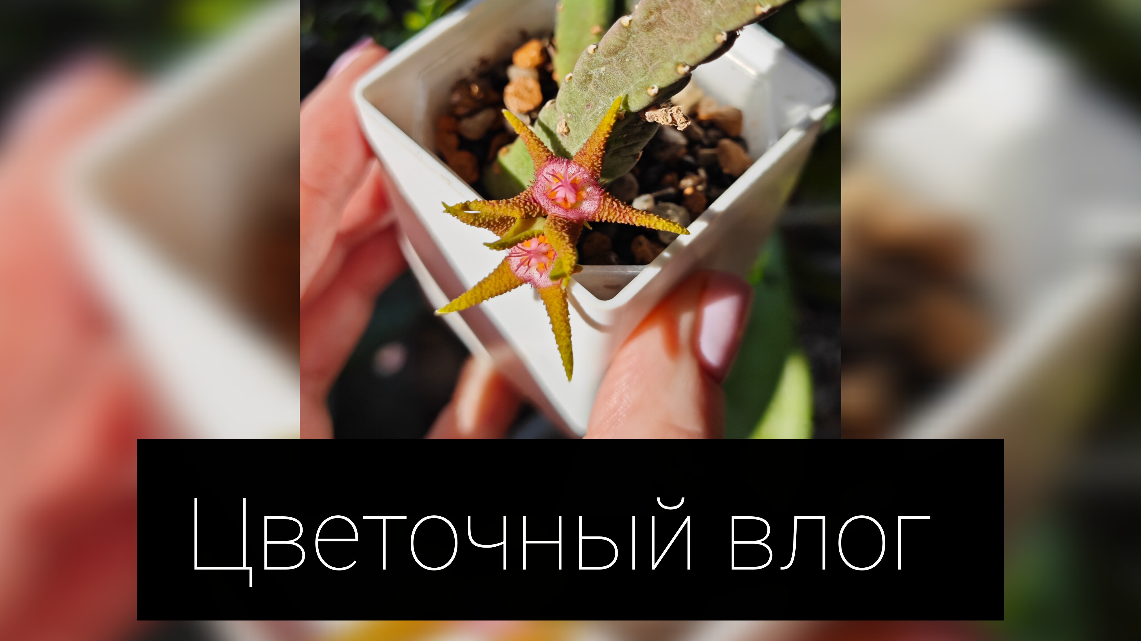 цветочный влог смотреть онлайн