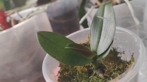 #129 ОрхоVLOG безуходная система для малышей даёт результаты.Продолжаем исправлять последствия отпус