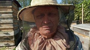 Пчёлки активно работают на осеннем " медосборе"