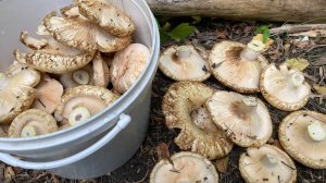 как найти грибы грузди в лесу!