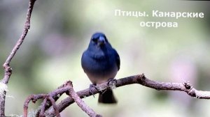 Птицы Канарских островов. Озвучка песней ИИ. "Канары". (документальный фильм)