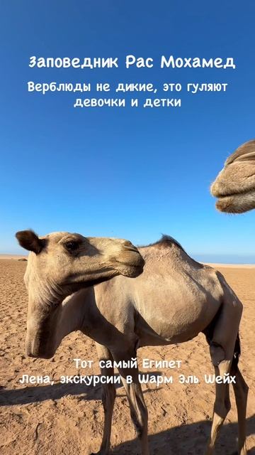 Они не дикие смотреть онлайн