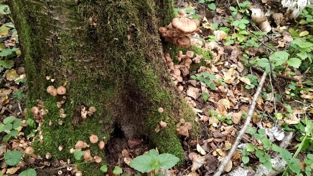 🦔Опята🍄 смотреть онлайн