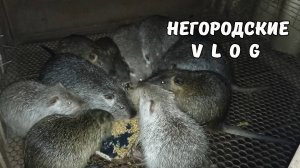 Опять побег. Хомяк обжился в новой клетке. 04.09.25