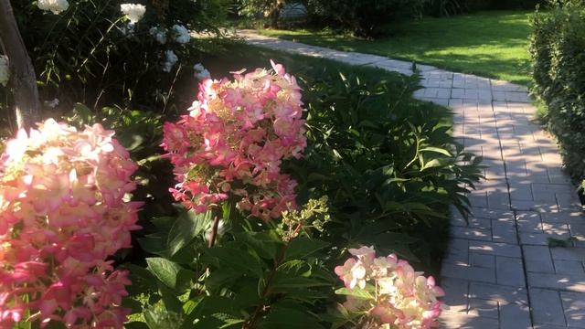 В саду с гортензиями сезон 2025 ( часть1) 08-09-2025 смотреть онлайн