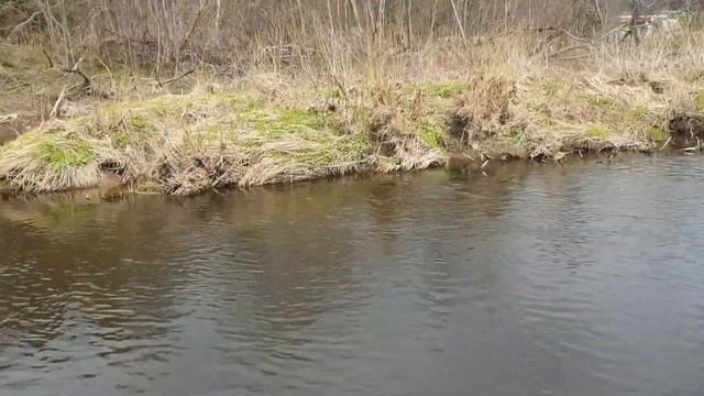 Река Озерна , ловля плотвы в проводку. смотреть онлайн