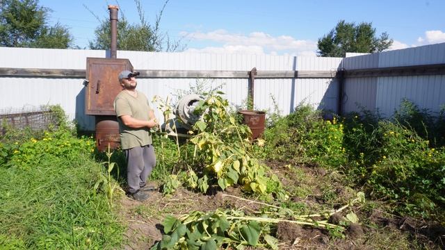 СОБИРАЮ МАЛЕНЬКИЙ УРОЖАЙ ПОДСОЛНУХА У НАС В СИБИРИ СЕМЕЧКИ КРУПНЫЕ И ВКУСНЫЕ смотреть онлайн