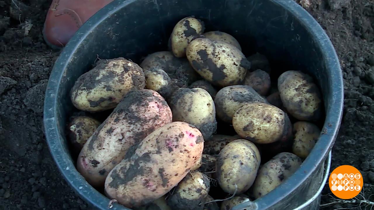 Здравствуй, милая картошка-тошка-тошка. Доброе утро. Фрагмент выпуска от 08.09.2025 смотреть онлайн