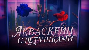 Аквариум для петушков: Как создать красивый акваскейп