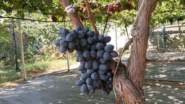 Кишмиши  Подарочный, Черномор, Яна (США) 08.09.25г. виноградник Король В. Н. г.Краснодар