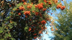 ДОБРОЕ ОСЕННЕЕ УТРЕЧКО!