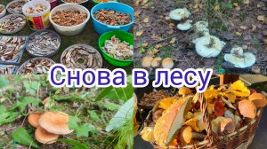 Снова в лесу с детьми .