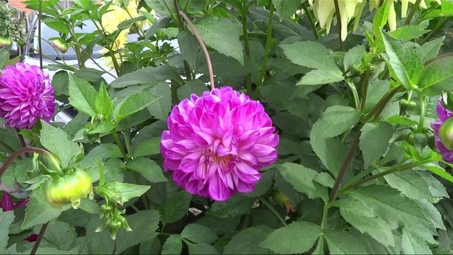 Георгины 2025