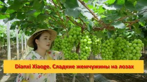 Dianxi Xiaoge. Сладкие жемчужины на лозах