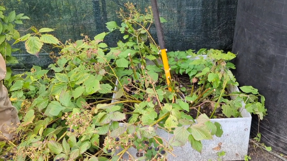 07-09-2025.Дача.Прохудилась крыша на туалете))Утилизирует ежевику. смотреть онлайн