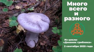 Много всего и разного. "Дневник грибника" 2 сентября 2025 года