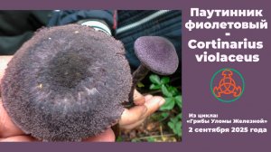 Паутинник фиолетовый - Cortinarius violaceus. Гриб из Красной книги.
