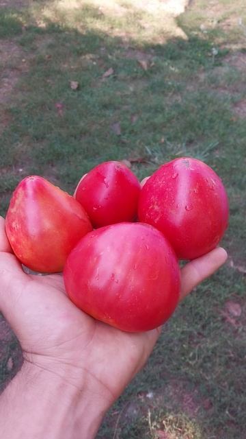 Хорошая идея для бизнеса овоще производителей! смотреть онлайн