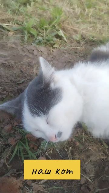 наш кот