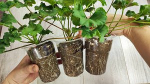 Как правильно пересадить ЧЕРЕНКИ ГЕРАНИ чтобы не ЗАГНИЛИ?