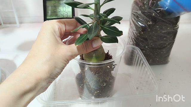 👀Продолжение про адениум с неудачной обрезкой центрального корня.🌿