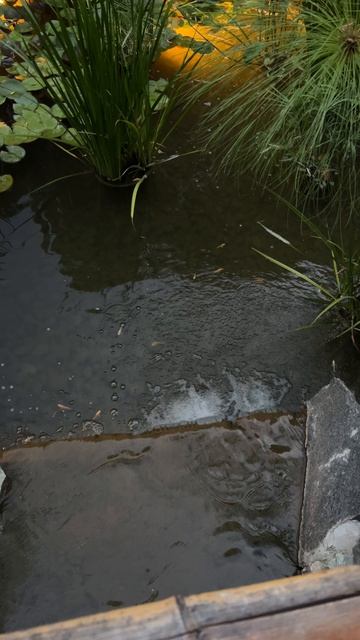 Освещение как стая светлячков в Японском саду #парккраснодар #паркгалицкого смотреть онлайн