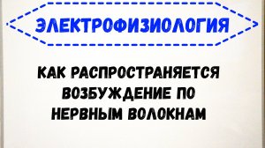 Как распространяются нервные импульсы по нервным волокнам?
