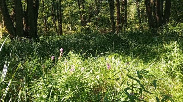 Это сказка! Прогулка по заповеднику