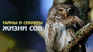 Удивительные совы: раскрываем тайны ночных хищников
