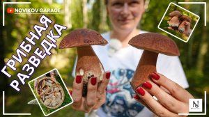 Грибная разведка 07 сентября 2025. Всеволожский район.