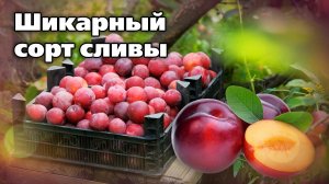 Урожайный и сладкий сорт сливы. И советы по выращиванию от агронома