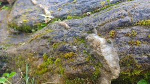 Золото из Кварцевой жилы