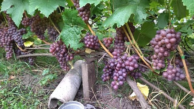 Гф КЛУБНИЧНЫЙ селекции Шаповалов а В. Д виноград  на 5+++.