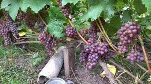 Гф КЛУБНИЧНЫЙ селекции Шаповалов а В. Д виноград  на 5+++.