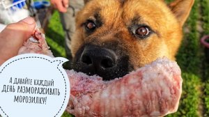 Морозильник Шрёдингера, распаковка заморозки из термоса. Уставший ёжик и сороки-суетологи