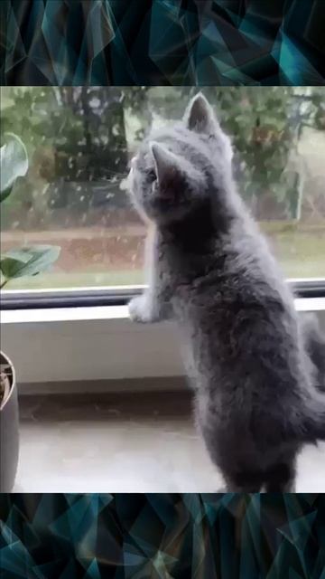 Котенок и снег смотреть онлайн