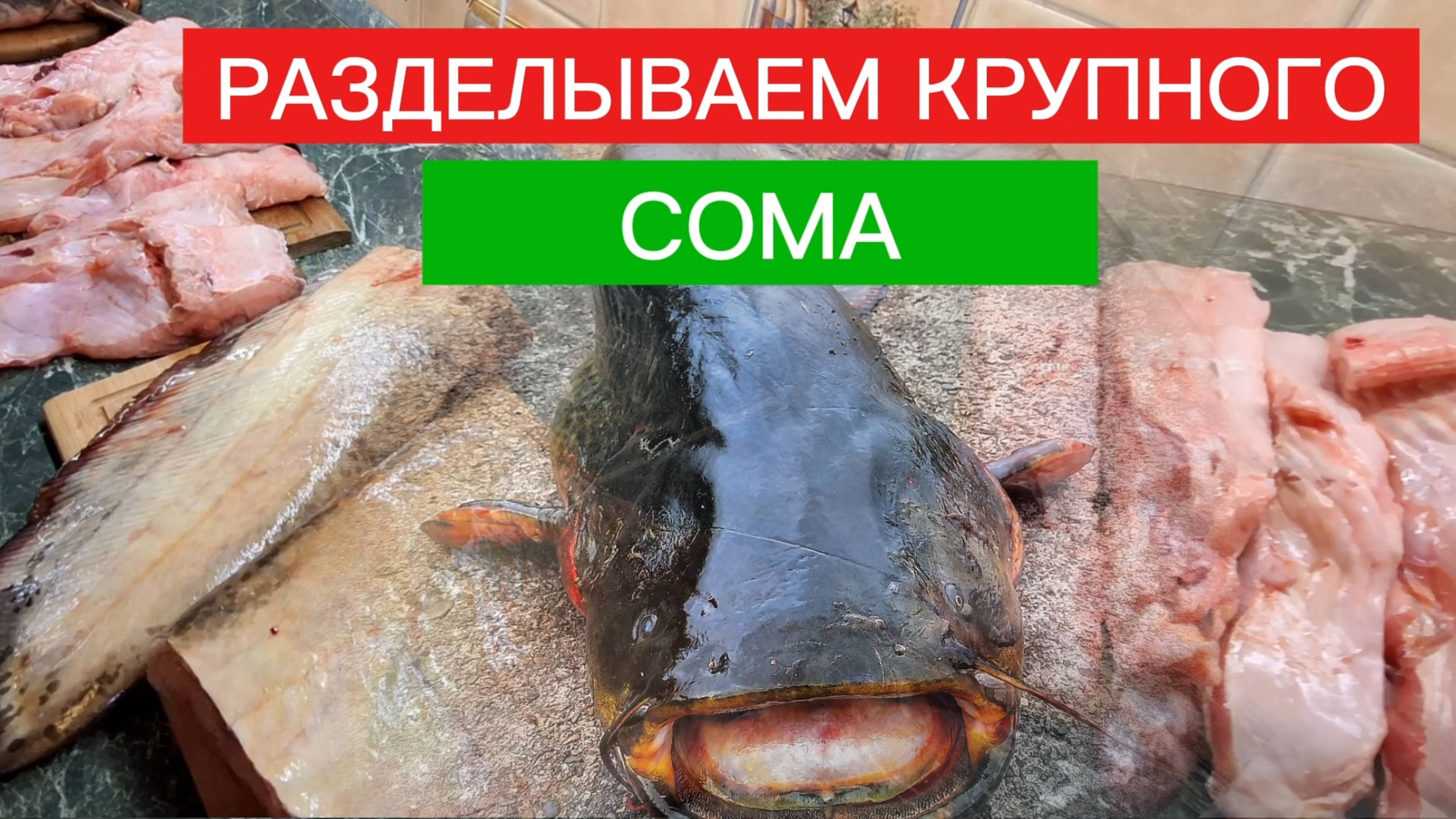 РАЗДЕЛЫВАЕМ крупного СОМА! КАК разделать крупного СОМА. смотреть онлайн